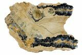 Mammoth Molar Slice with Case - South Carolina #180536-1